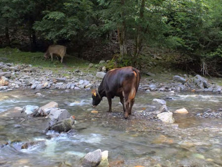 Durstig am Fluss