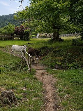 Weg zum Haus