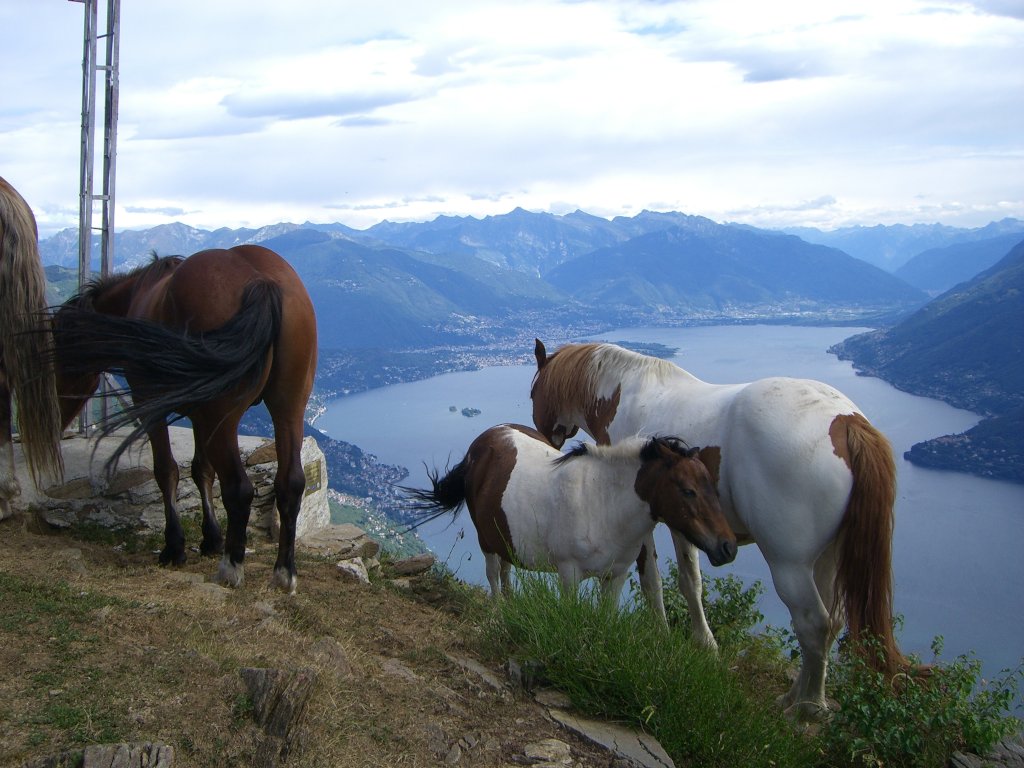 Pferde am Monte Giove mit Blick auf den Lago Maggiore