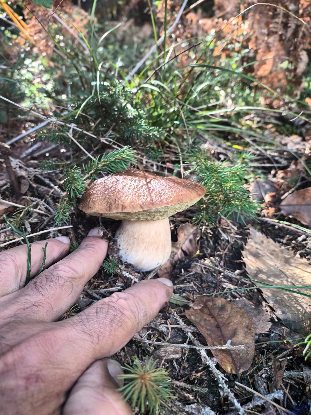 Steinpilz in den Wäldern der Umgebung
