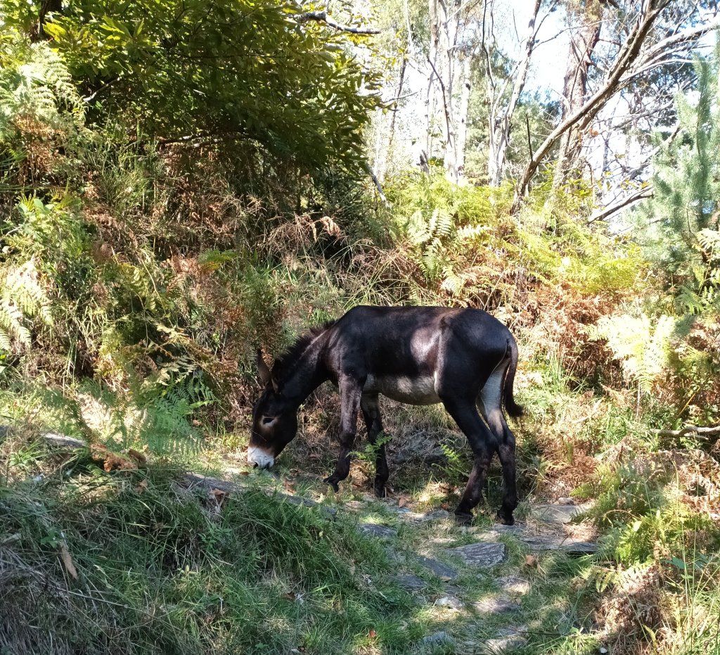 Esel am Wanderweg in der Umgebung von Cannobio