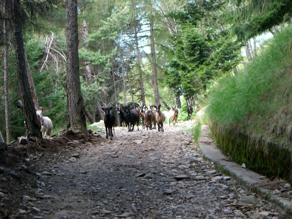 Ziegen am Wanderweg oberhalb von Cannobio